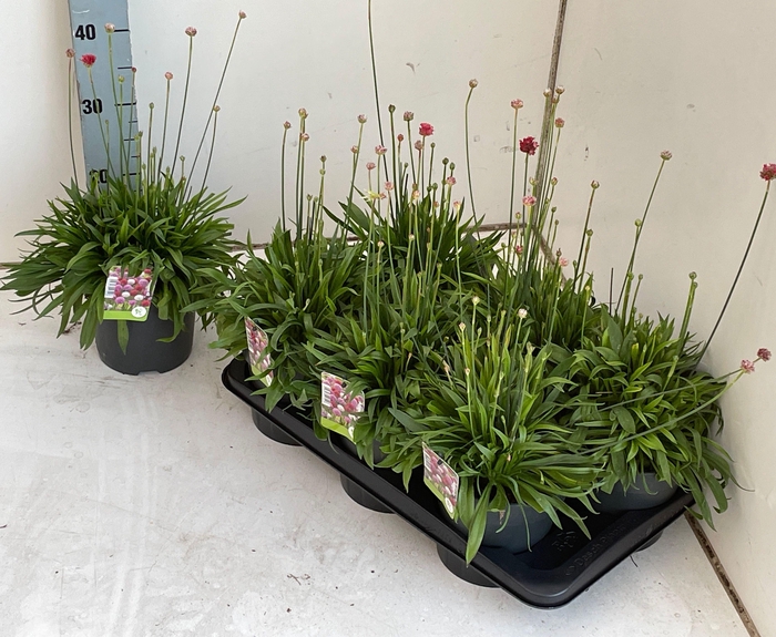 <h4>ARME PS BALLERIN RED</h4>