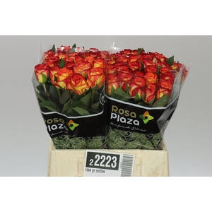 Rosa Gr Outlaw