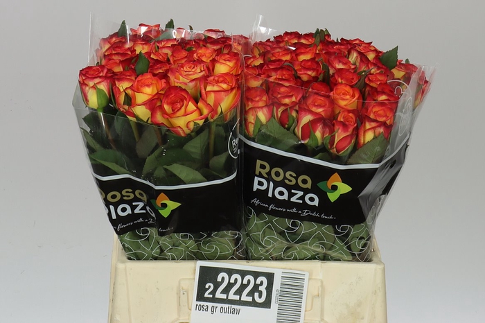 <h4>Rosa Gr Outlaw</h4>