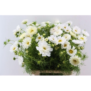 Cosmos Bipinnatus White