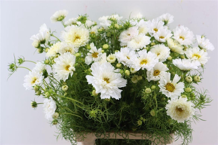 <h4>Cosmos Bipinnatus White</h4>