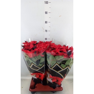 Euphorbia pulc. 'Fantasy Star'