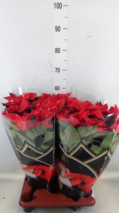 <h4>Euphorbia pulc. 'Fantasy Star'</h4>