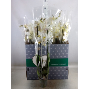 Phalaenopsis   ...white