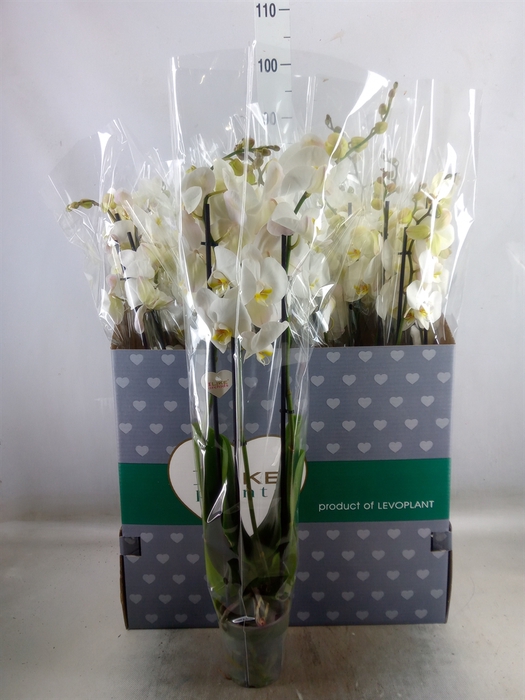<h4>Phalaenopsis   ...white</h4>