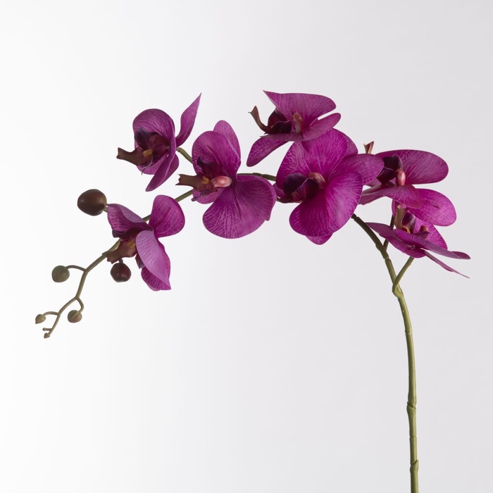 <h4>AF Phalaen x9 106cm Purple</h4>