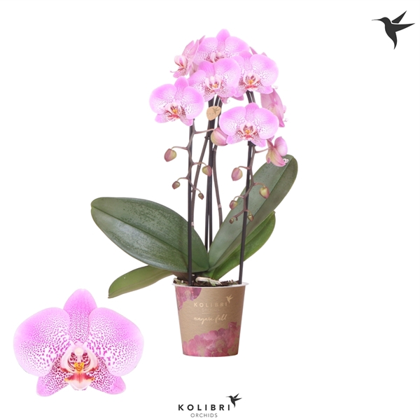 <h4>Kolibri Orchids Cascade Niagara fall Jillion 2spike</h4>