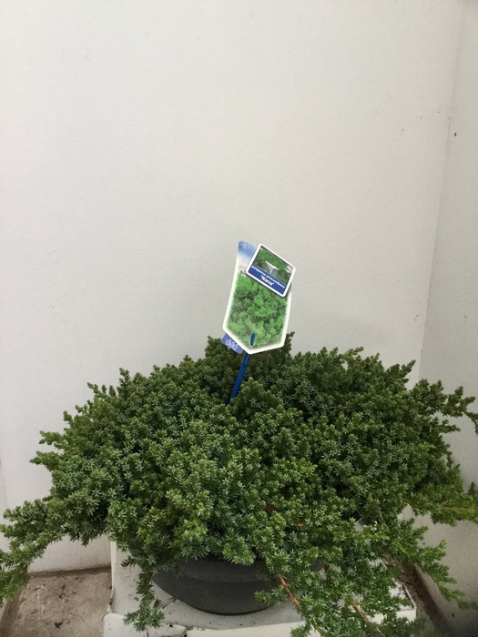 Juniperus procumbens 'Nana'