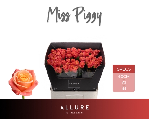 <h4>R GR MISS PIGGY+ ALLURE .</h4>