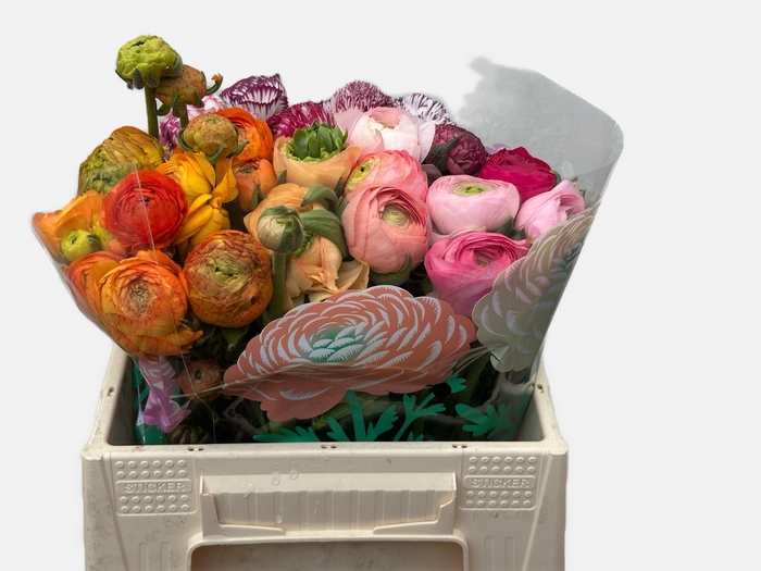 <h4>RAN GEM IN FUST</h4>