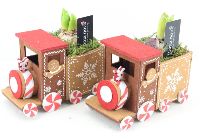 <h4>arr4 Hyacint RN - Christmas express</h4>