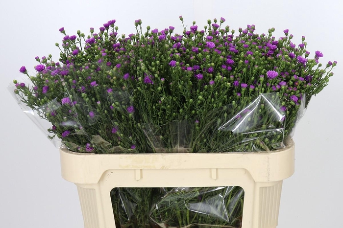 <h4>Aster Casarosa</h4>