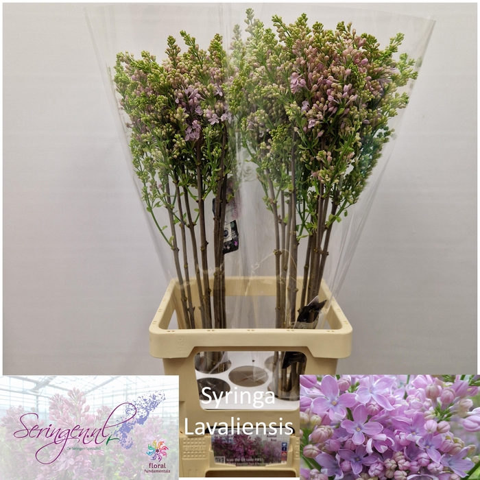 <h4>SYR V LAVALIENSIS</h4>