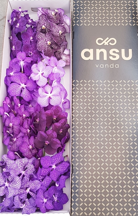 <h4>Vanda mix</h4>