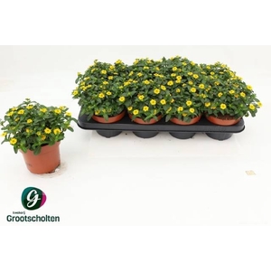 SANV PROCUMBENS