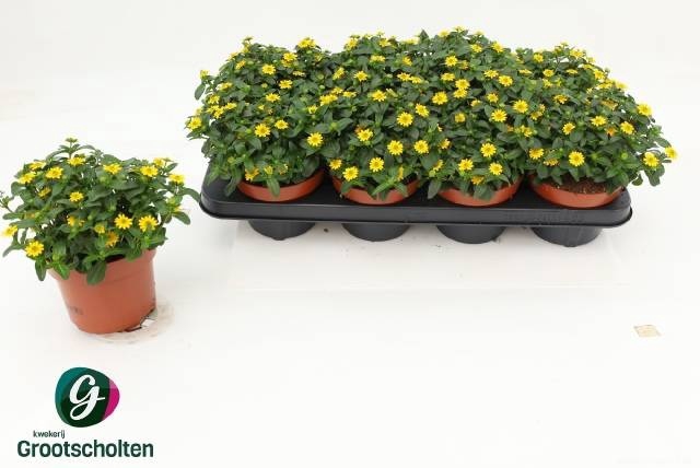 <h4>SANV PROCUMBENS</h4>