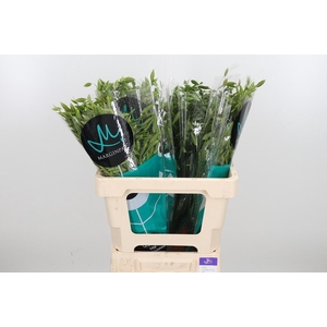 Chasmanthium Latifol