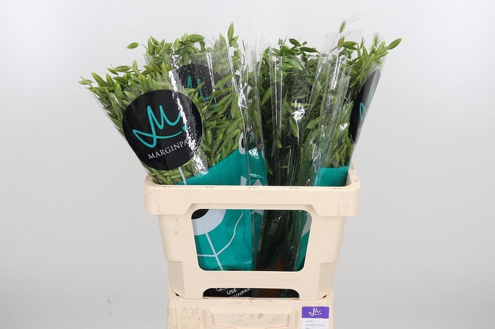 <h4>Chasmanthium Latifol</h4>