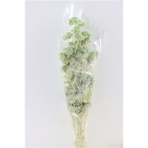 Pres Lonas Mint Green Bunch