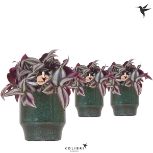 Kolibri Greens Tradescantia Zebrina in Classy pot green