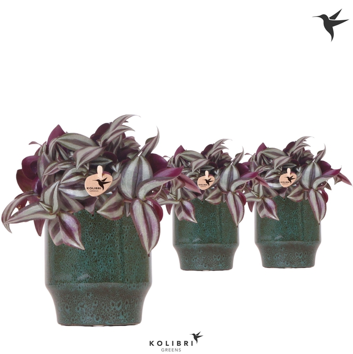 <h4>Kolibri Greens Tradescantia Zebrina in Classy pot green</h4>