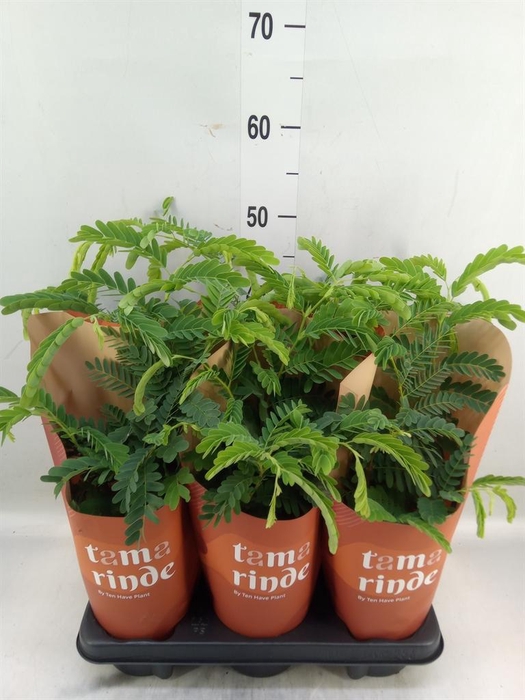 <h4>Tamarindus indica</h4>