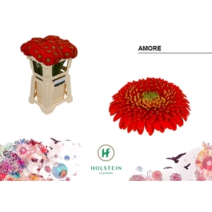 GE MB Gerponi Amore emmer x80