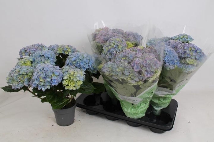 <h4>HYDR M HI RIVER</h4>