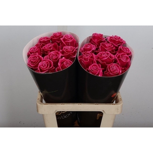 R Ov Wx Cerise Rose W18