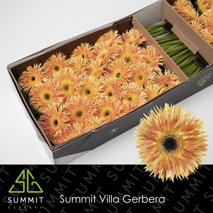 <h4>Gerbera Spider Anacleto Doos</h4>