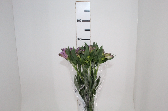 <h4>ALSTROEMERIA PURPLE RAIN 080 CM</h4>