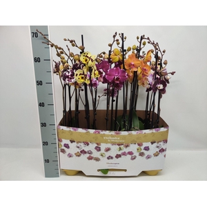 Gemengd 2-tak taiwan 70CM (RIJP)