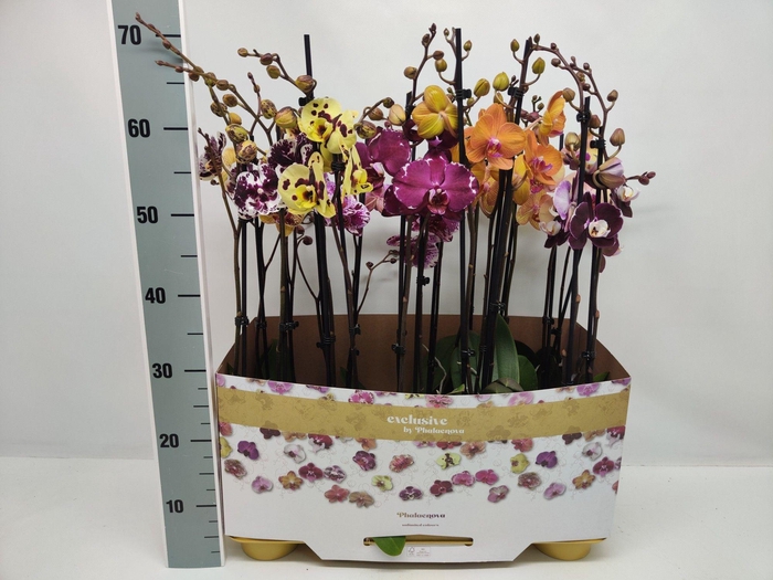 <h4>Gemengd 2-tak taiwan 70CM (RIJP)</h4>