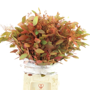 Euca Populus Berries Abs Autumn Long 300 Gr