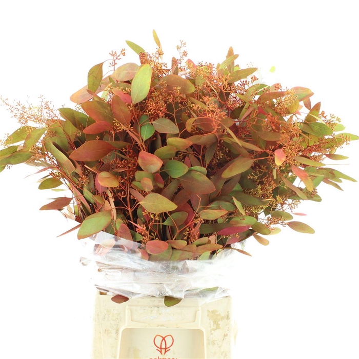 <h4>Euca Populus Berries Abs Autumn Long 300 Gr</h4>
