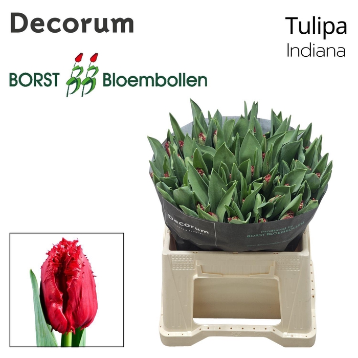 <h4>TU FR INDIANA</h4>