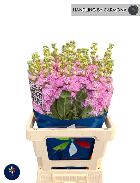 <h4>MATTH IRON PINK</h4>