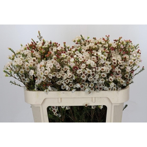 Chamelaucium Moonlight Delight