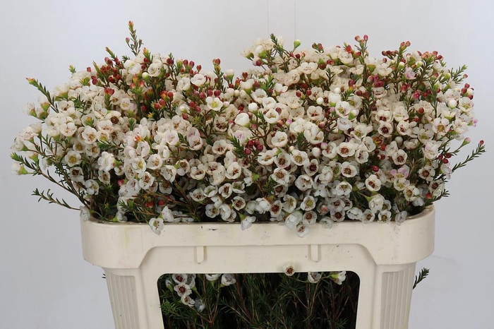 <h4>Chamelaucium Moonlight Delight</h4>