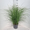 Miscanthus sinensis Red Cloud