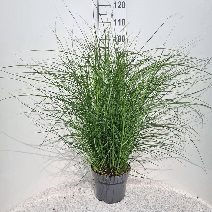 Miscanthus sinensis Red Cloud