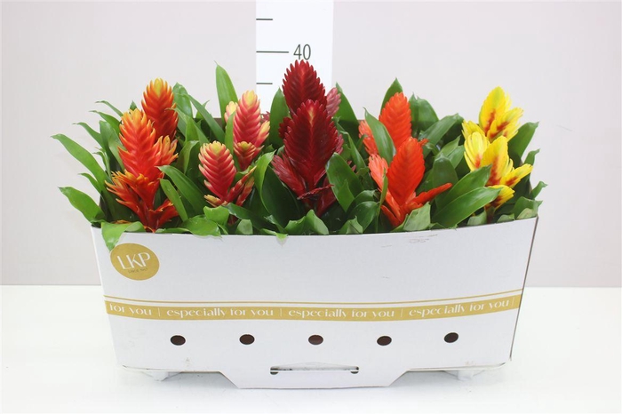 <h4>Vriesea Gemengd</h4>