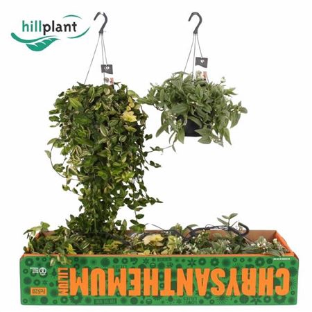 Tradesc Gemengd Hangpot