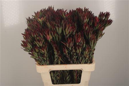 <h4>Leucad Sal Blush Spray</h4>