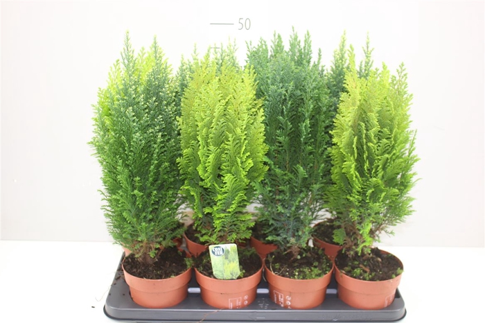 <h4>Coniferen Gemengd</h4>