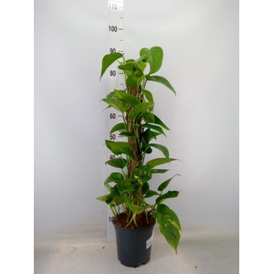 Epipremnum pinn.   ...moss stick