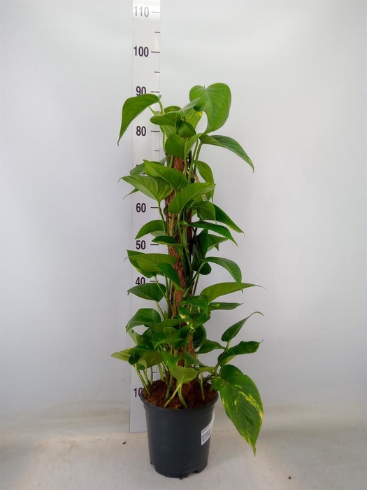 <h4>Epipremnum pinn.   ...moss stick</h4>