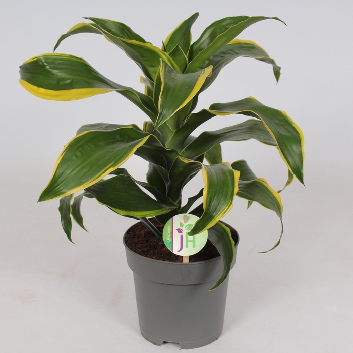 <h4>Dracaena 'dorado'</h4>
