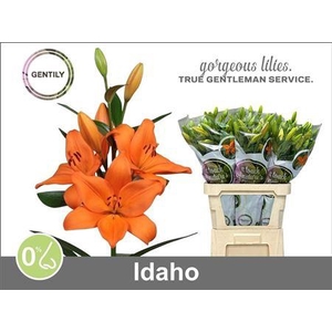 Li La Idaho