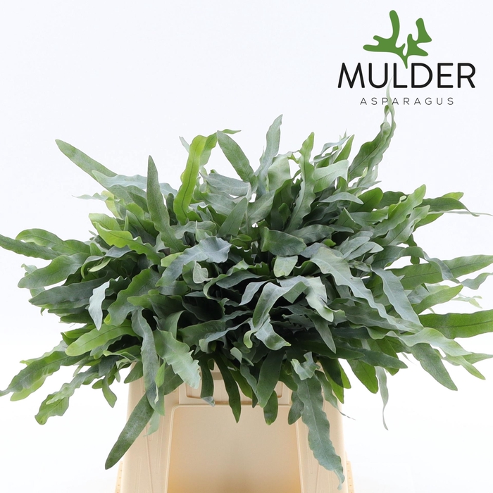 <h4>CYRTOMIUM FORT</h4>